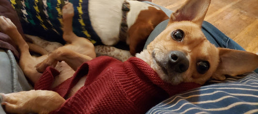 Tips for a Smooth and Safe Journey with Spot